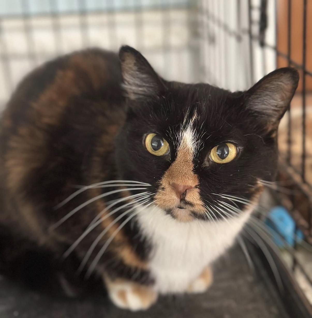 Enlarge Bella & Lucy, a Adoptable Domestic Short Hair in Cincinnati , OH image 3/6