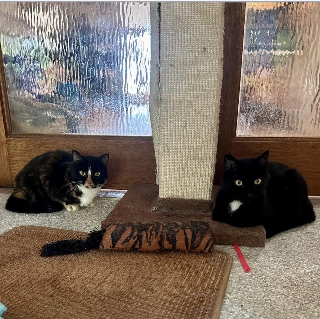Enlarge Bella & Lucy, a Adoptable Domestic Short Hair in Cincinnati , OH image 2/6