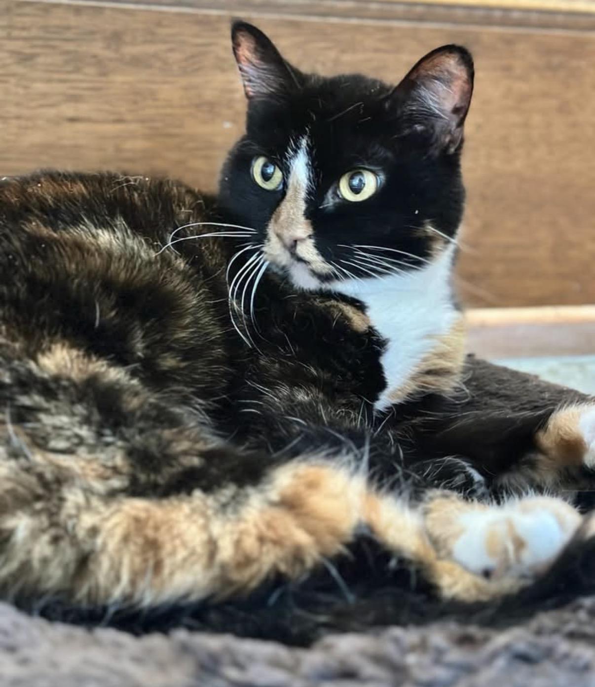Enlarge Bella & Lucy, a Adoptable Domestic Short Hair in Cincinnati , OH image 5/6