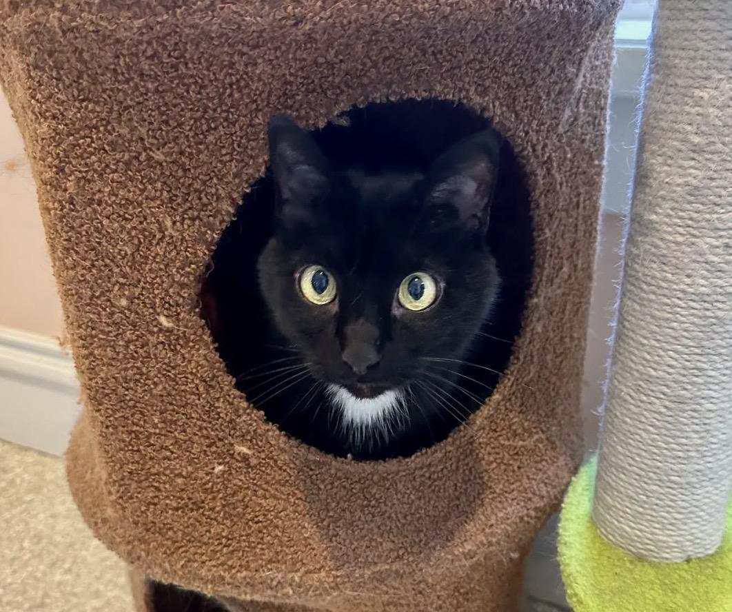 Enlarge Bella & Lucy, a Adoptable Domestic Short Hair in Cincinnati , OH image 6/6