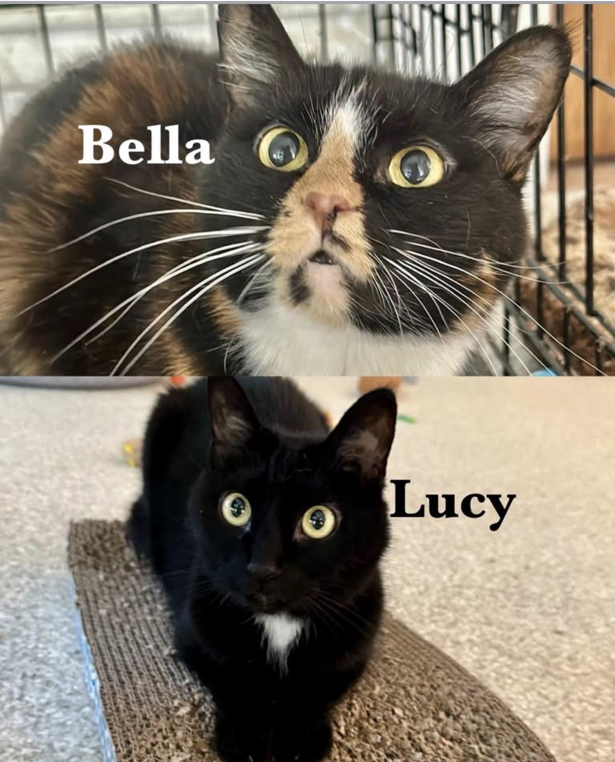 Bella & Lucy, Adoptable, Adult Female Domestic Short Hair.