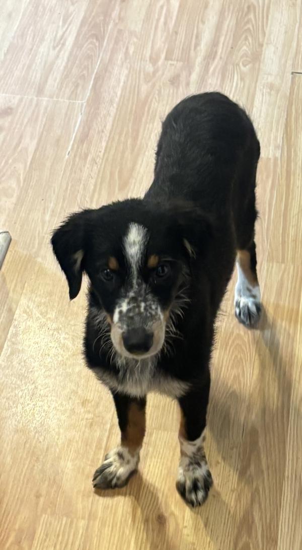 Daisy, Adoptable, Puppy Female Australian Shepherd.