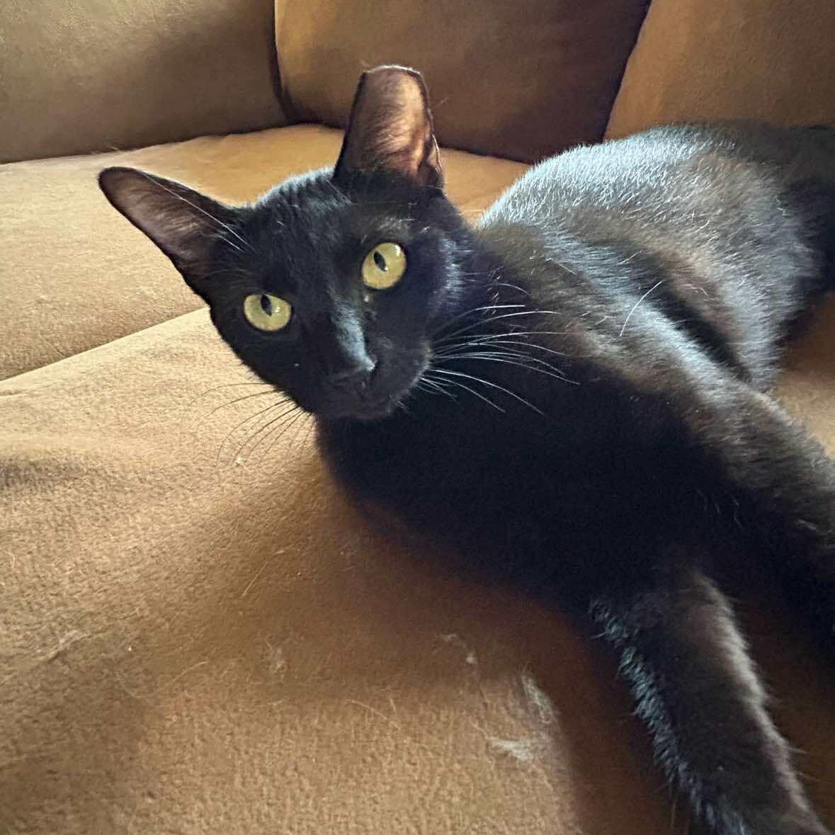 Enlarge Fearless, a Adoptable Domestic Short Hair in Warr Acres, OK image 2/3