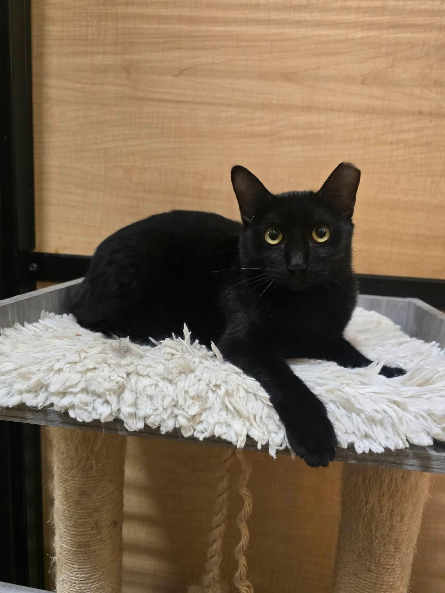 Fearless, Adoptable, Young Female Domestic Short Hair.