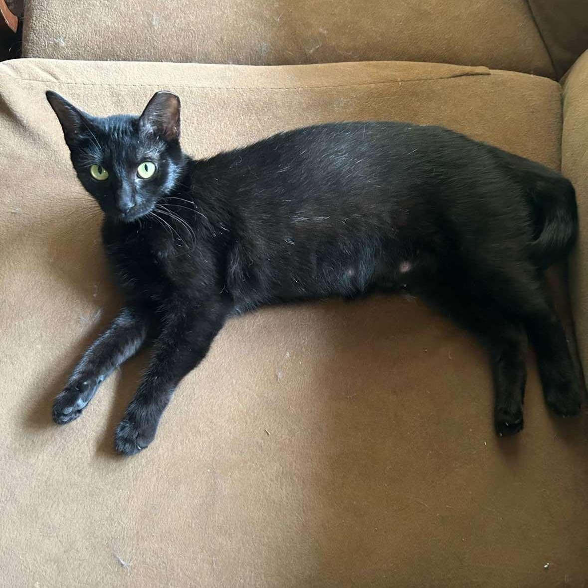 Enlarge Fearless, a Adoptable Domestic Short Hair in Warr Acres, OK image 3/3