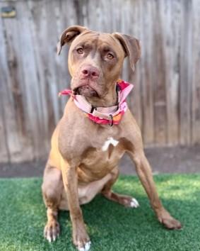 Priya, Adoptable, Adult Female Pit Bull Terrier & Mixed Breed.