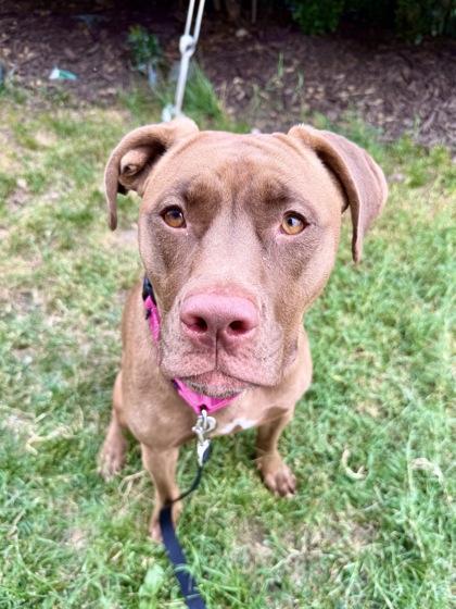 Enlarge Priya, a Adoptable mixed breed in Washington, DC image 2/2