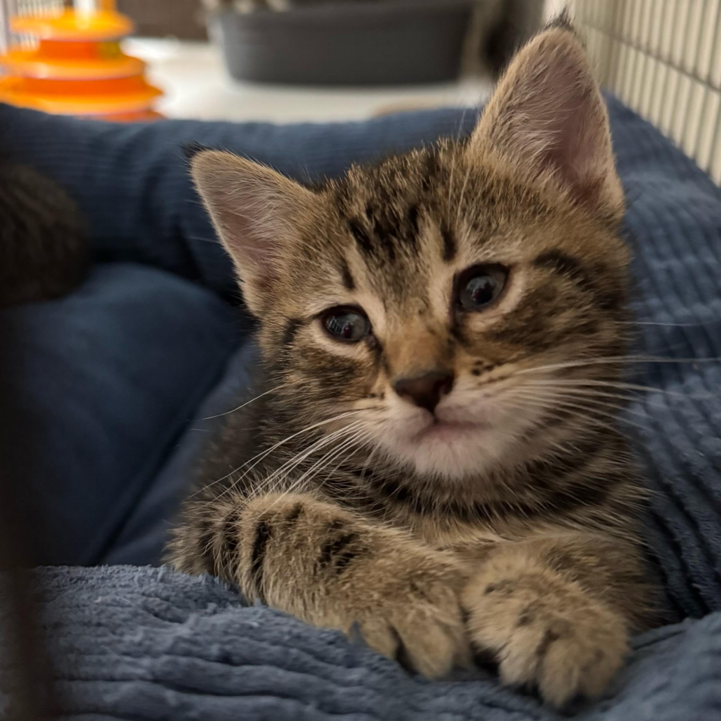 Enlarge Ash, an adopted mixed breed in Kingwood, TX image 2/6