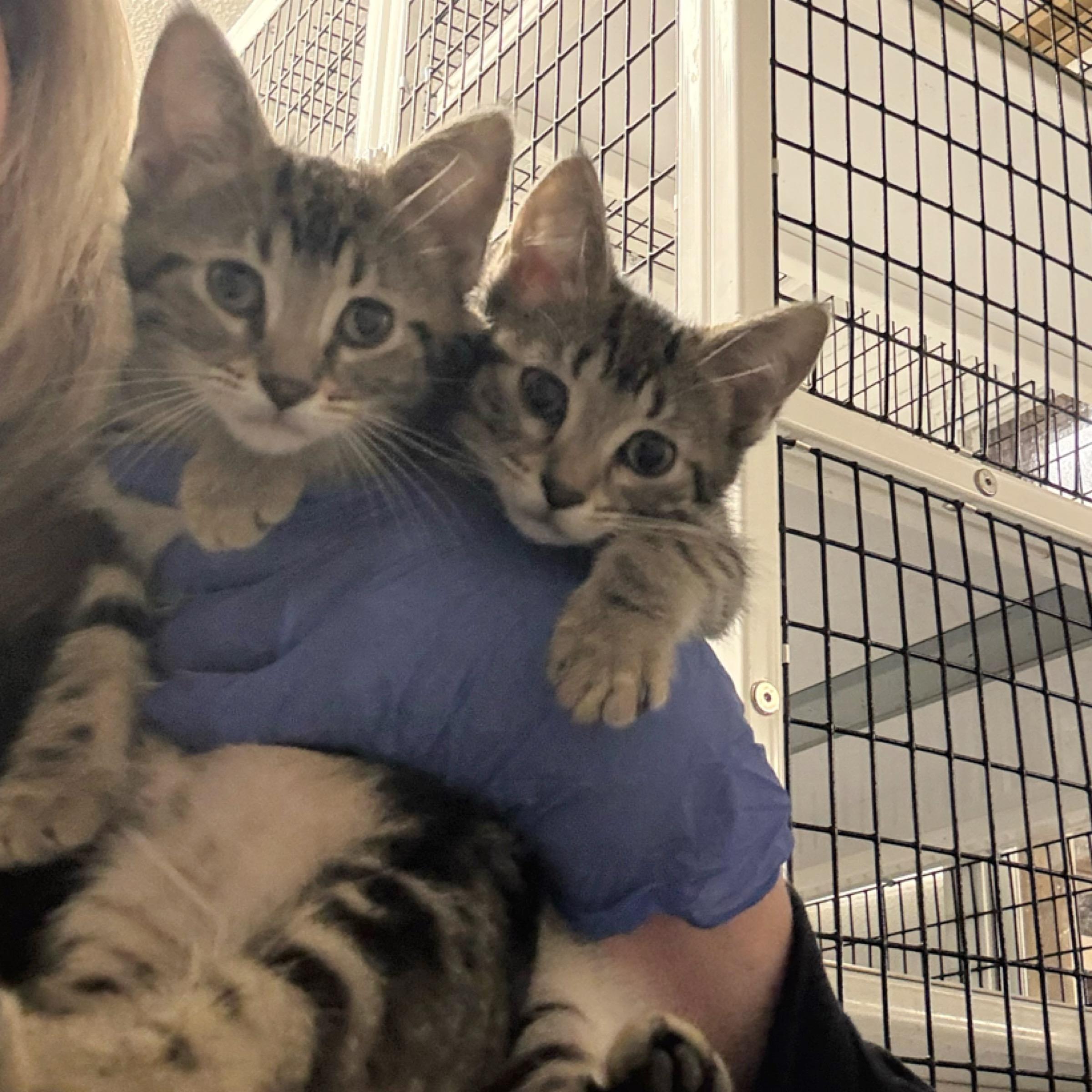 Enlarge Ash, an adopted mixed breed in Kingwood, TX image 5/6