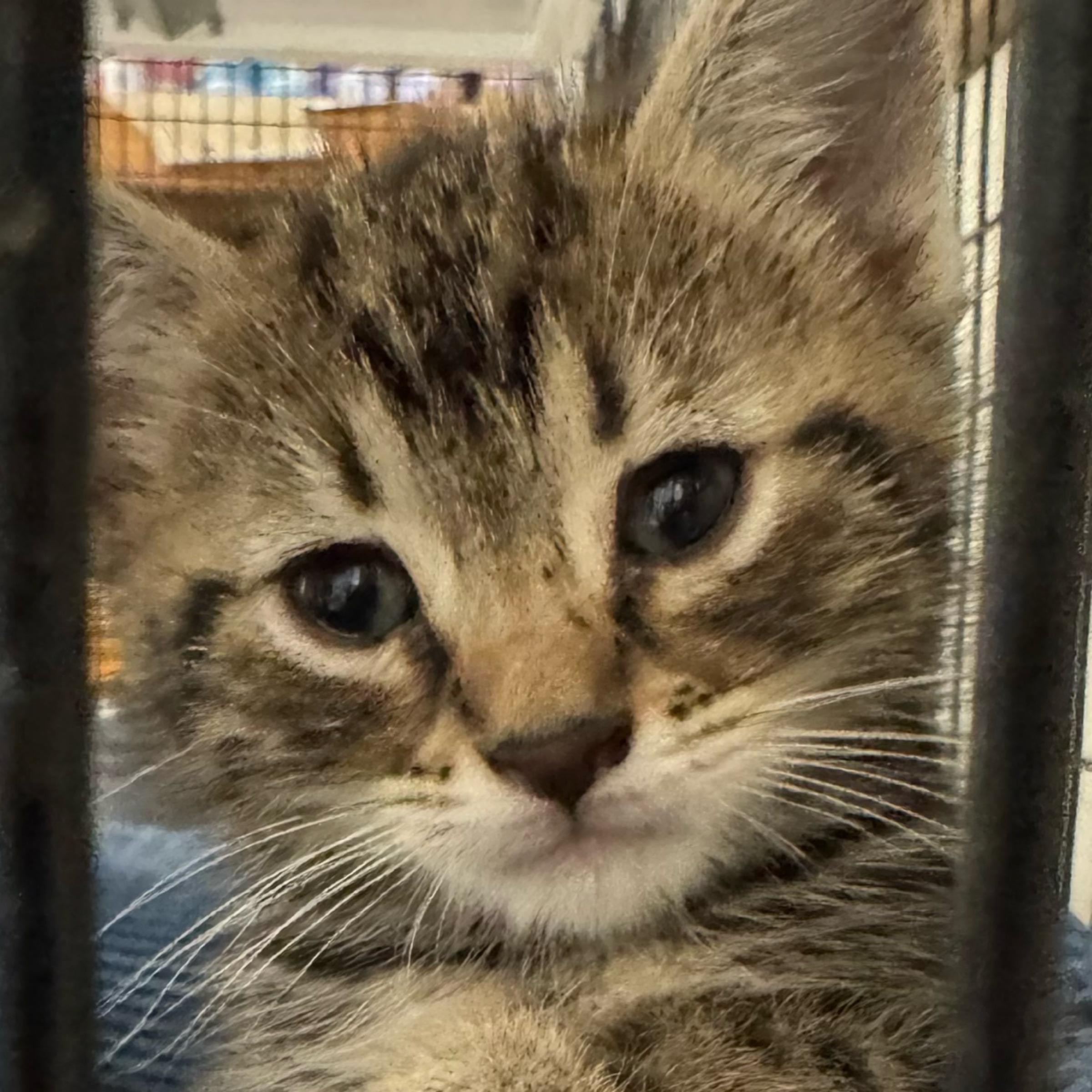 Enlarge Ash, an adopted mixed breed in Kingwood, TX image 3/6