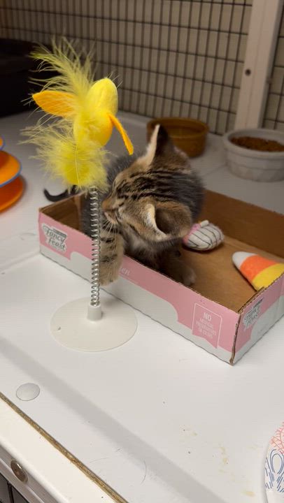 Enlarge Ash, an adopted mixed breed in Kingwood, TX video 4/6