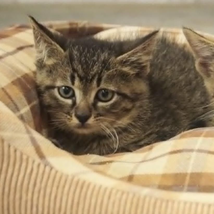 Doug, Adoptable, Kitten Male Domestic Short Hair & Domestic Short Hair.