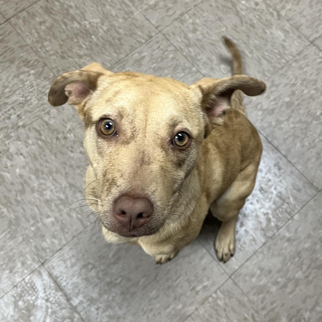 Leafa, Adoptable, Young Female Pit Bull Terrier & Mixed Breed.