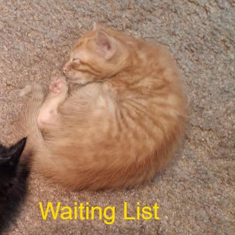 Enlarge Fred, a Adoptable Domestic Medium Hair in Livingston, TX image 1/1