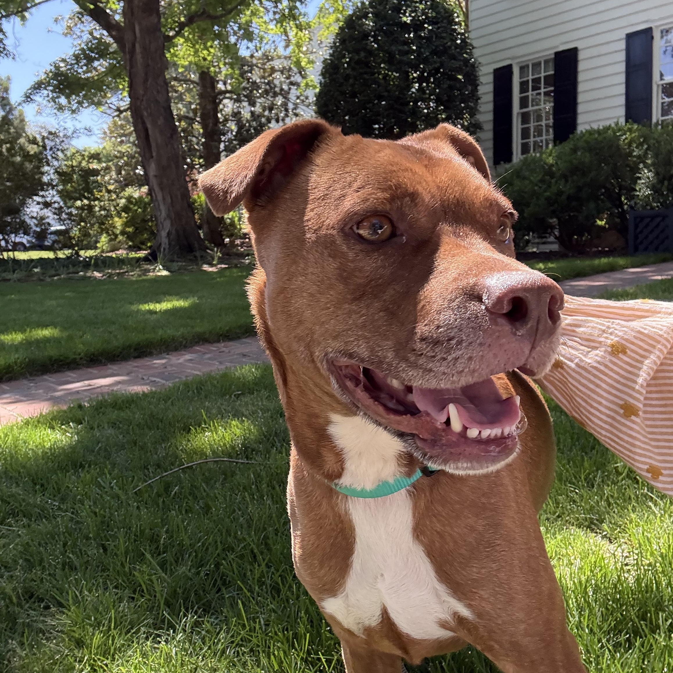 Wilson, Adoptable, Adult Male Pit Bull Terrier.