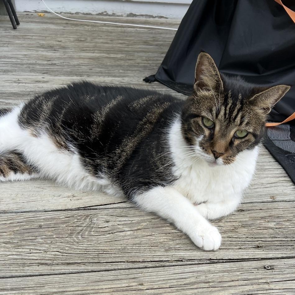 Buddy, Adoptable, Senior Male Domestic Short Hair.