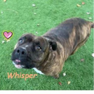 Whisper photo 3
