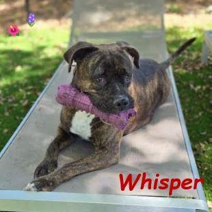 Whisper, Adult Female Bullmastiff