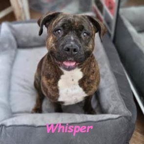Whisper photo 2