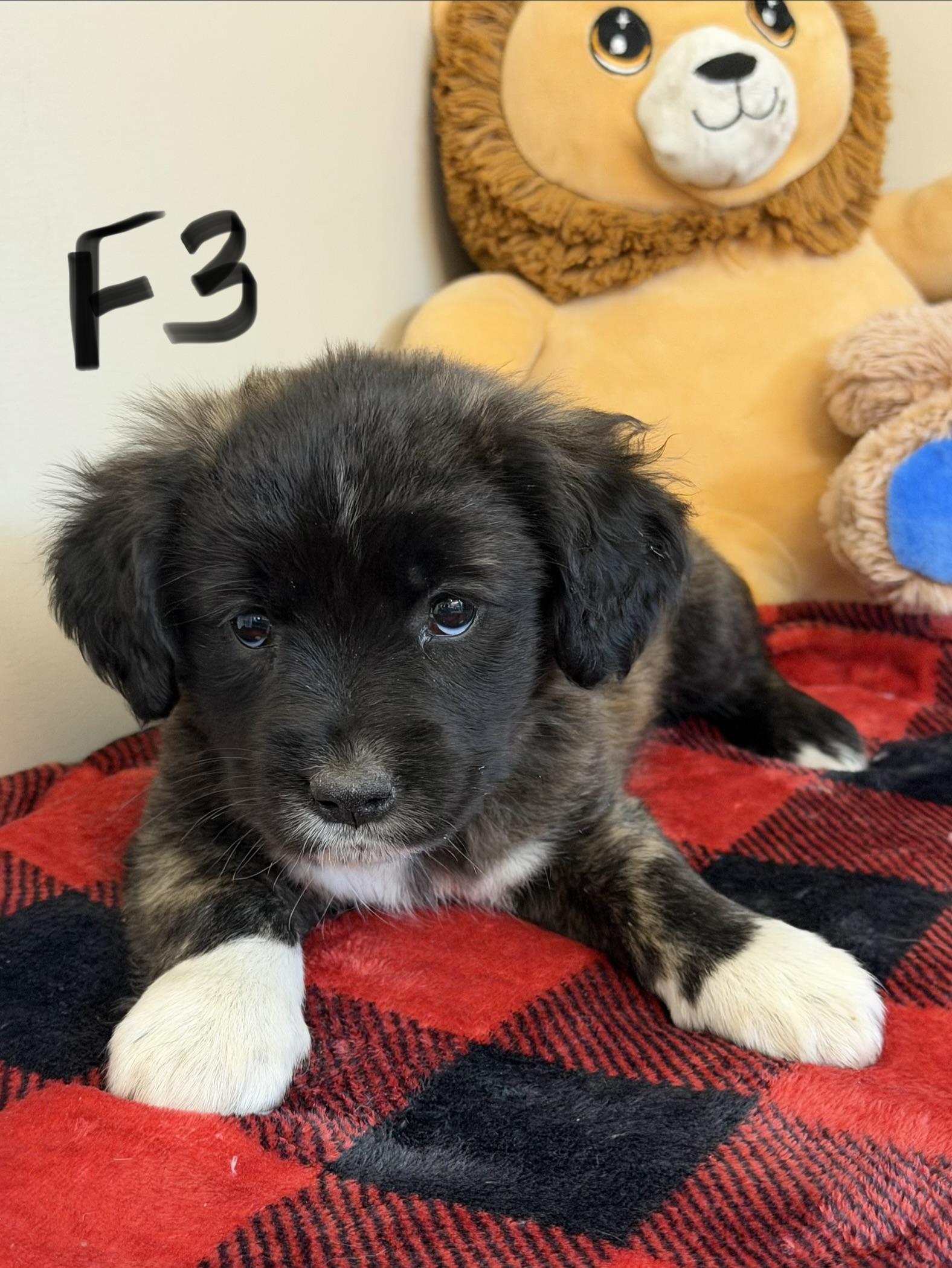 Enlarge Keta, a Adoptable mixed breed in Hamilton , NJ image 1/1