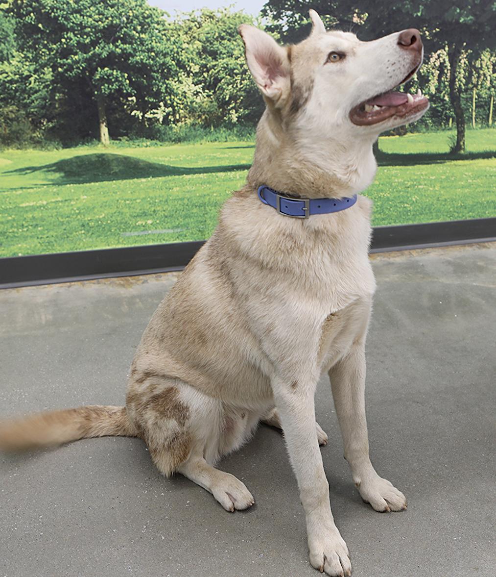 Dundee, Adoptable, Young Male Husky & Australian Shepherd.