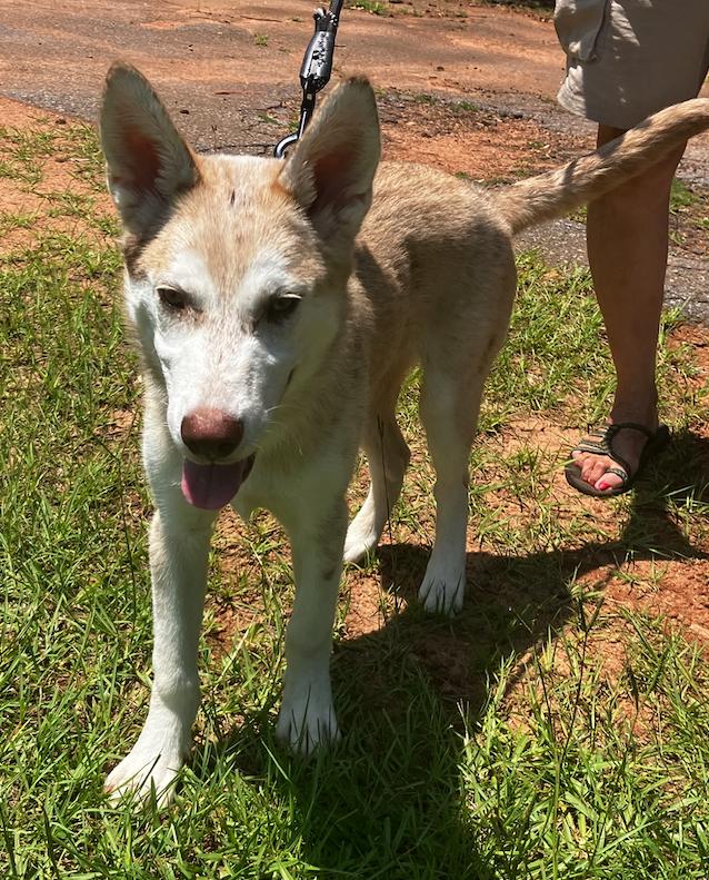 Dundee, Adoptable, Puppy Male Husky & Australian Shepherd.