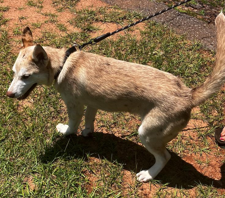 Dundee, Adoptable, Puppy Male Husky & Australian Shepherd.