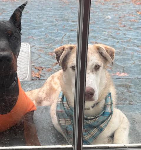 Dundee, a Adoptable mixed breed in Decatur, GA image 2/3