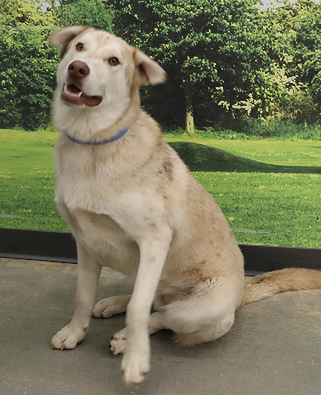 Enlarge Dundee, a Adoptable mixed breed in Decatur, GA image 2/3