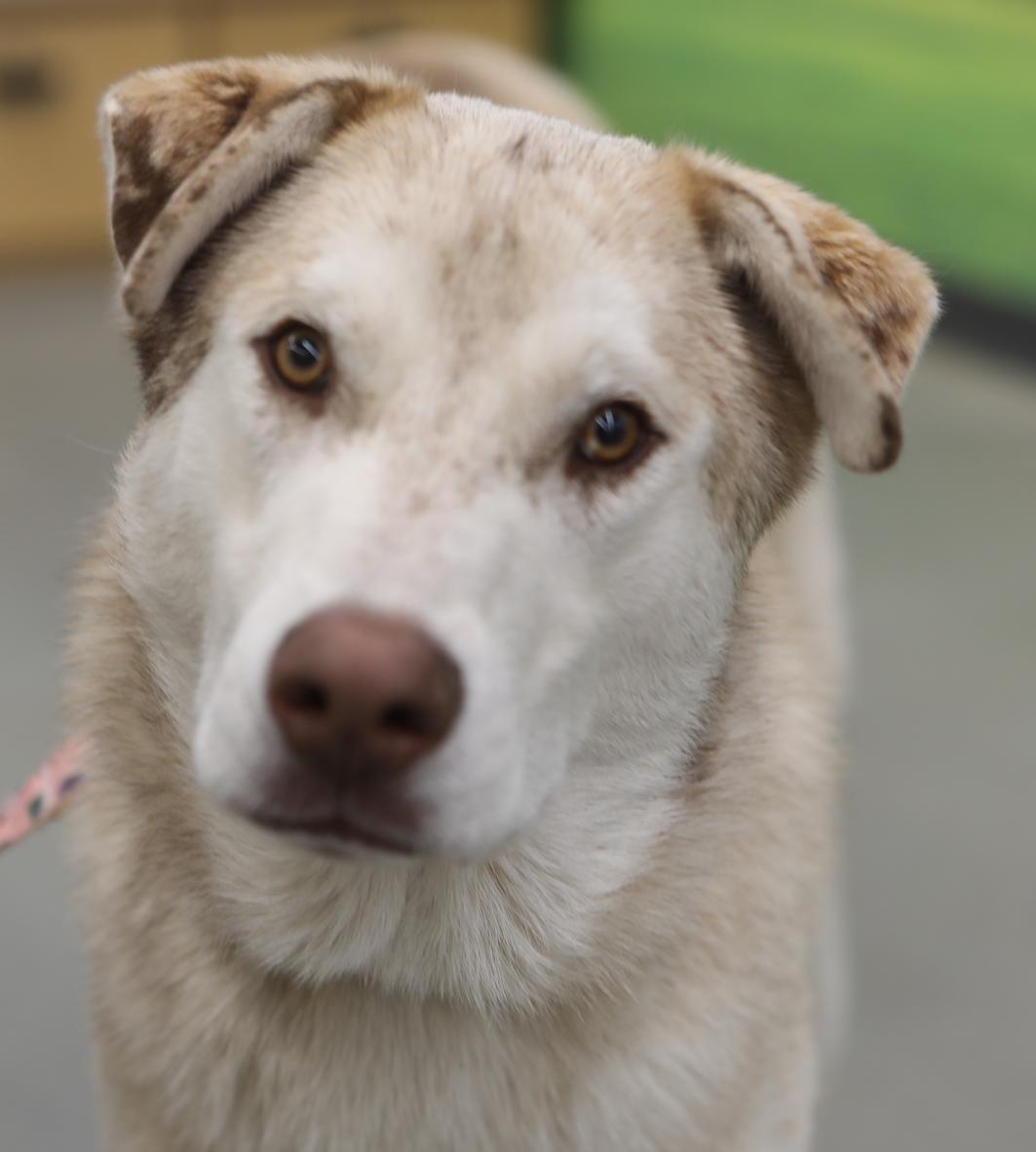 Enlarge Dundee, a Adoptable mixed breed in Decatur, GA image 3/3