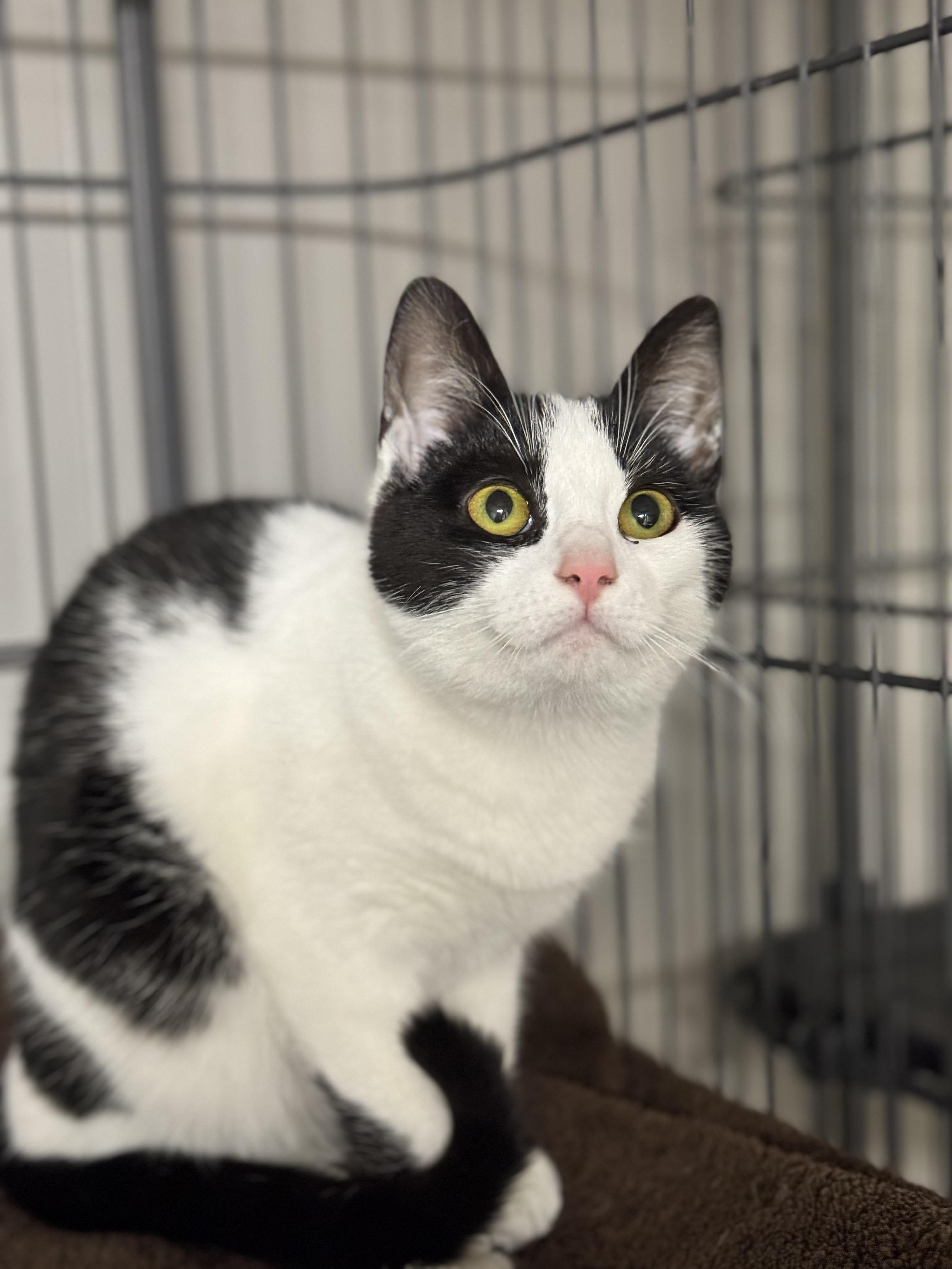Rita, ADOPTABLE, Young Female Domestic Short Hair.