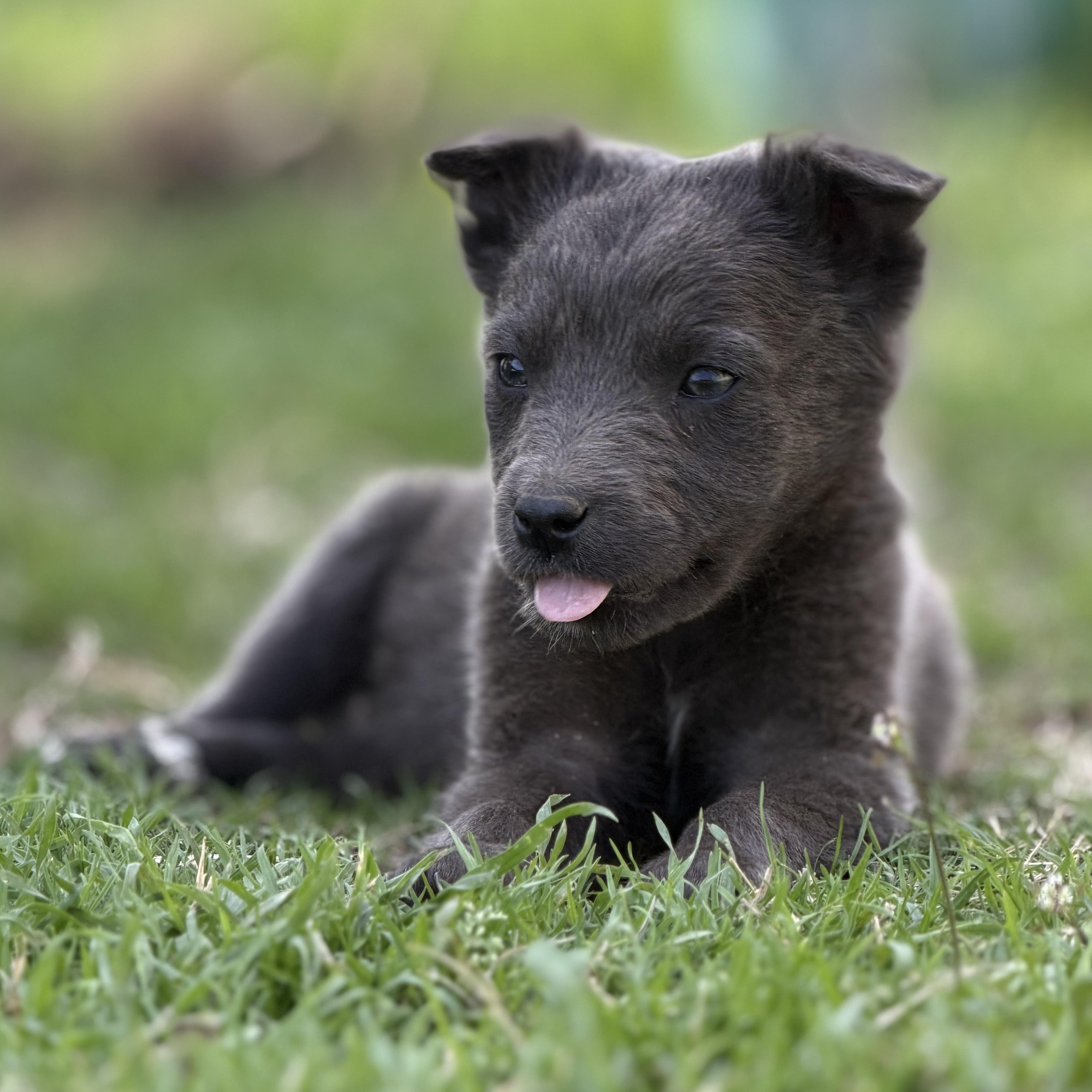 Pisces — thumbnail 4