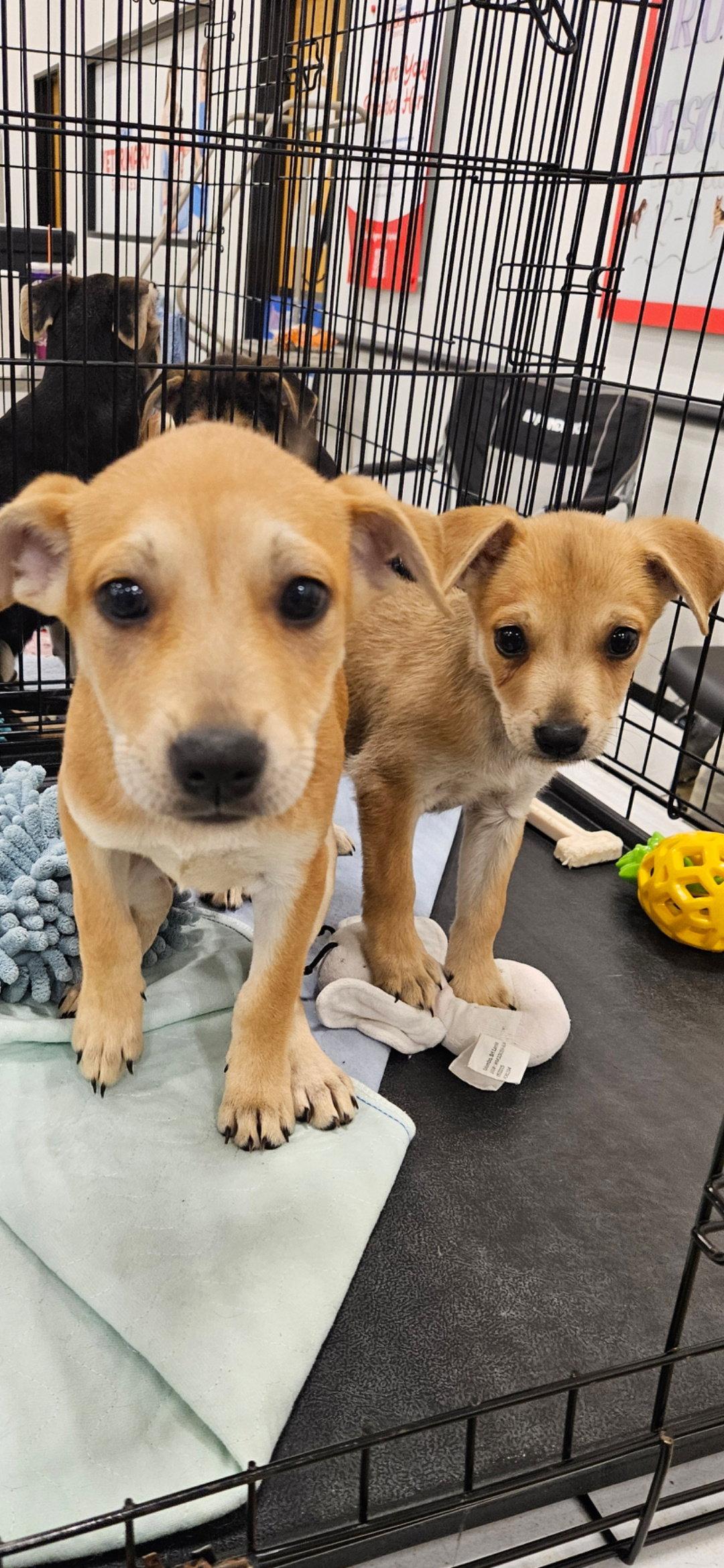 Crawford Cuties, Adoptable, Puppy Female Chihuahua & Retriever.
