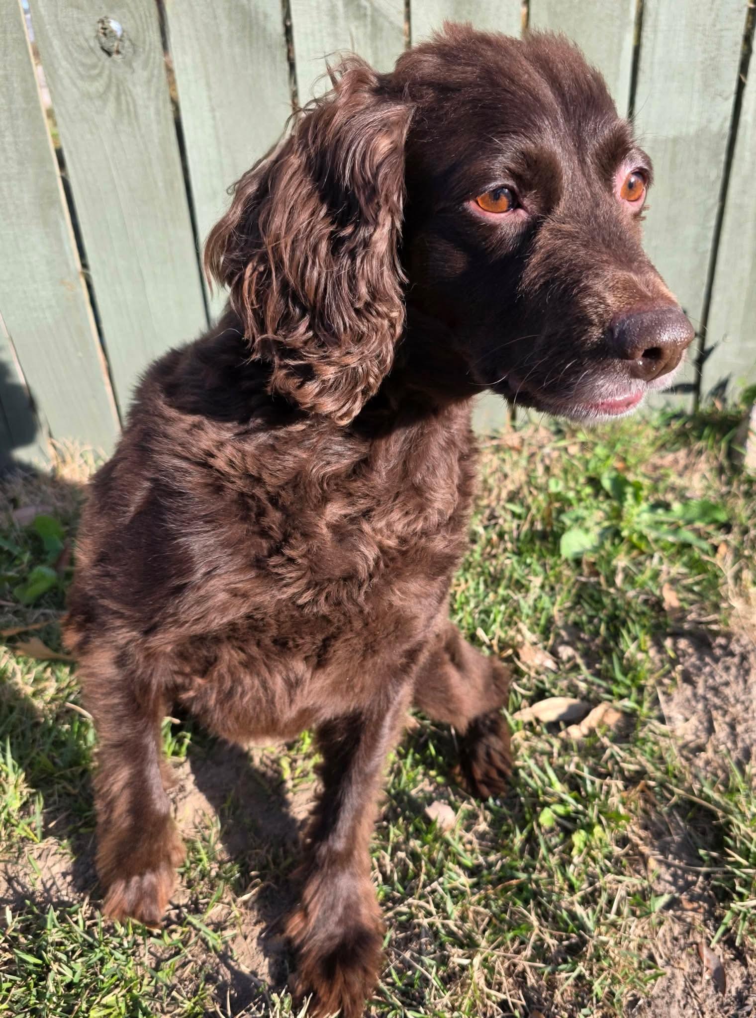 Enlarge Annabeth. (loves the water), a Adoptable Boykin Spaniel in South Amboy, NJ image 6/6