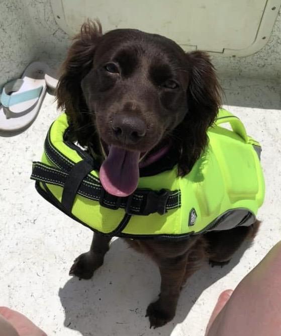 Enlarge Annabeth. (loves the water), a Adoptable Boykin Spaniel in South Amboy, NJ image 5/6