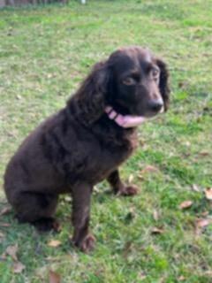 Enlarge Annabeth. (loves the water), a Adoptable Boykin Spaniel in South Amboy, NJ image 3/6