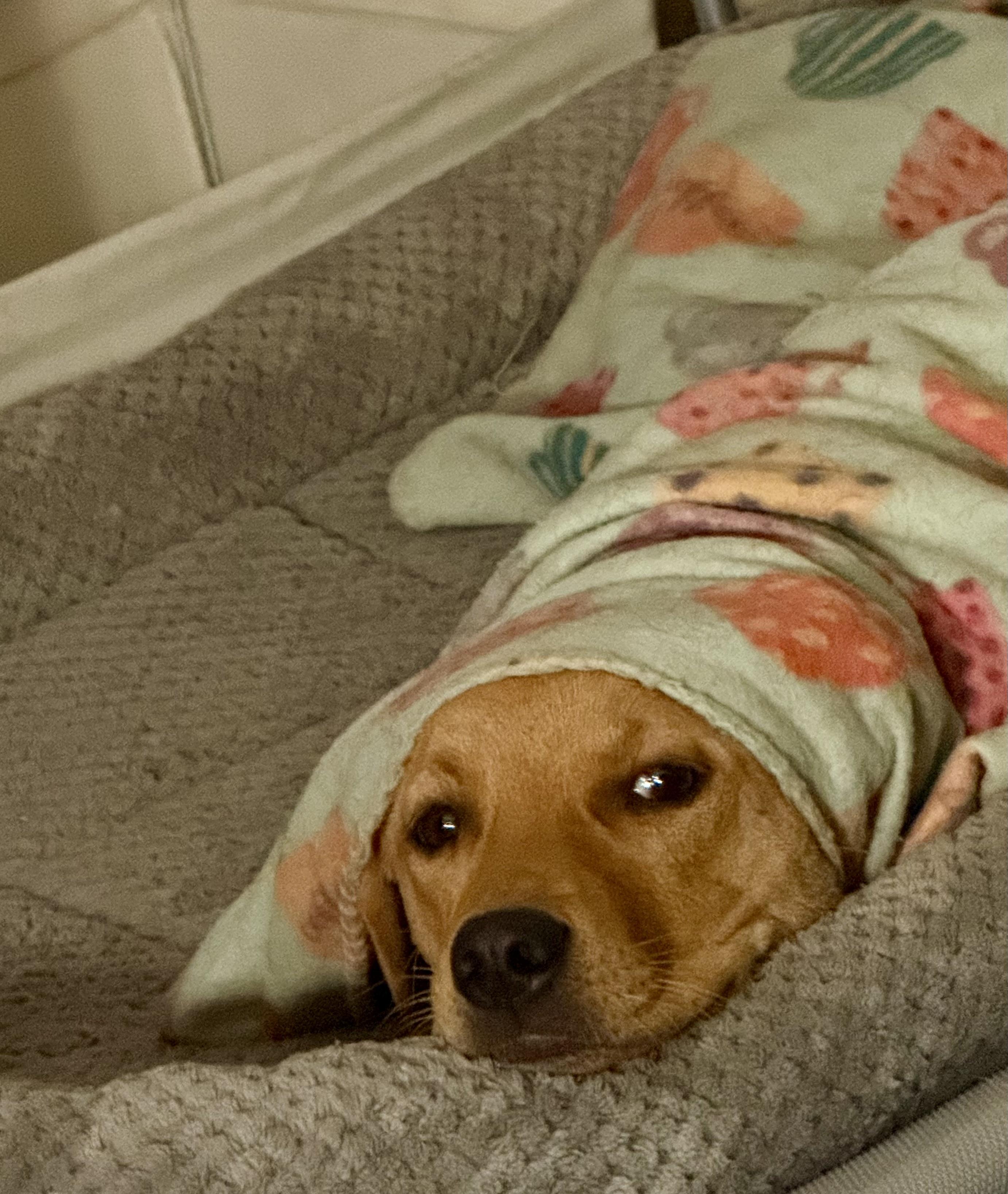Juniper, an adoptable Labrador Retriever, Border Collie in Pocatello, ID, 83201 | Photo Image 2