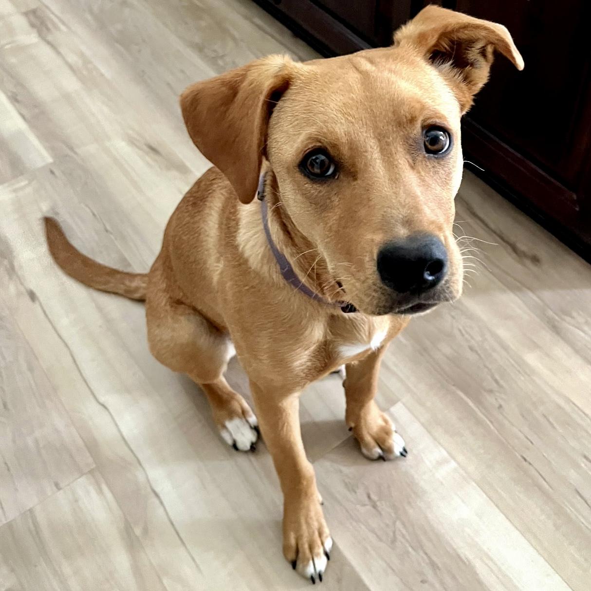 Juniper, an adoptable Labrador Retriever, Border Collie in Pocatello, ID, 83201 | Photo Image 1