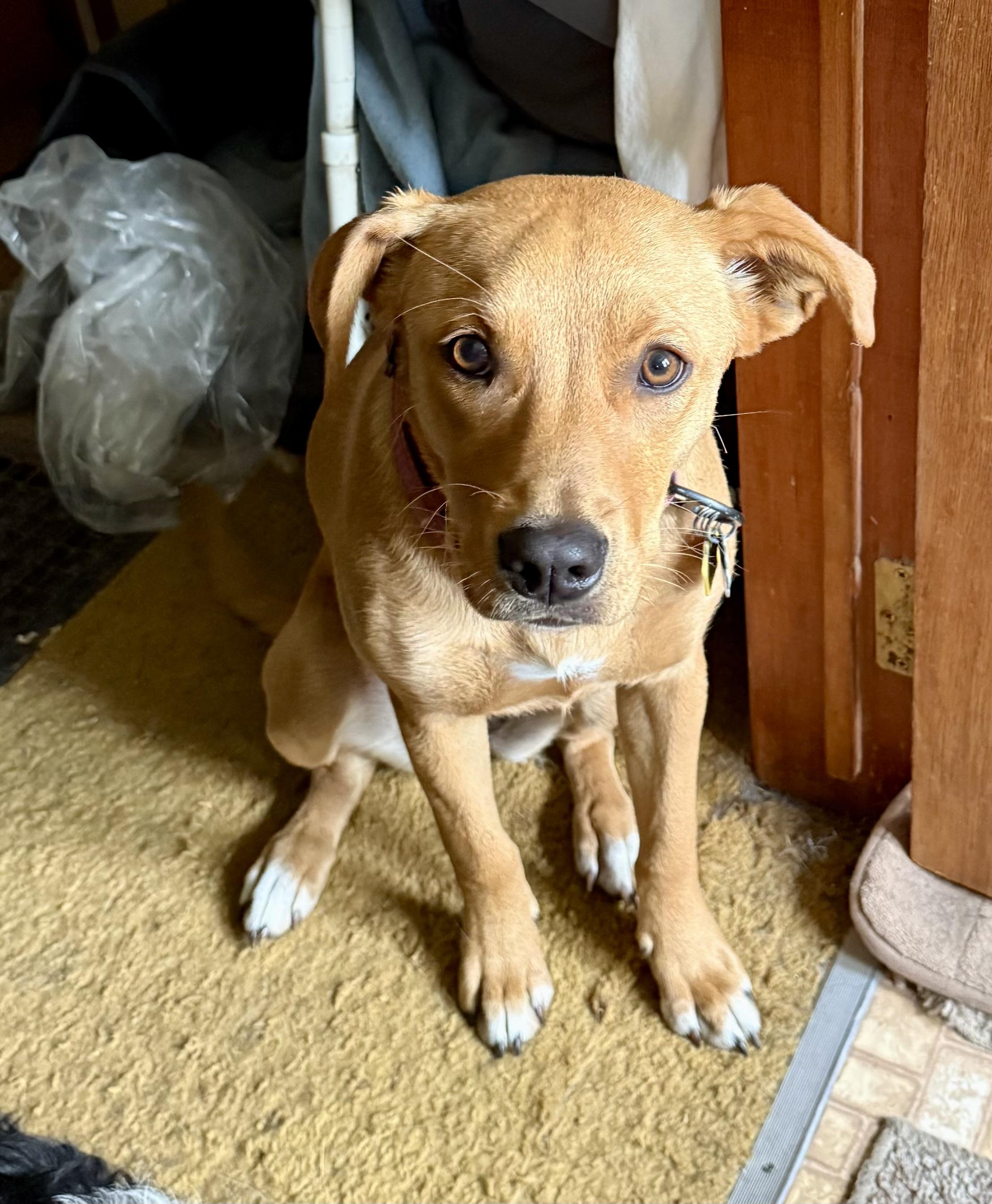 Juniper, an adoptable Labrador Retriever, Border Collie in Pocatello, ID, 83201 | Photo Image 3