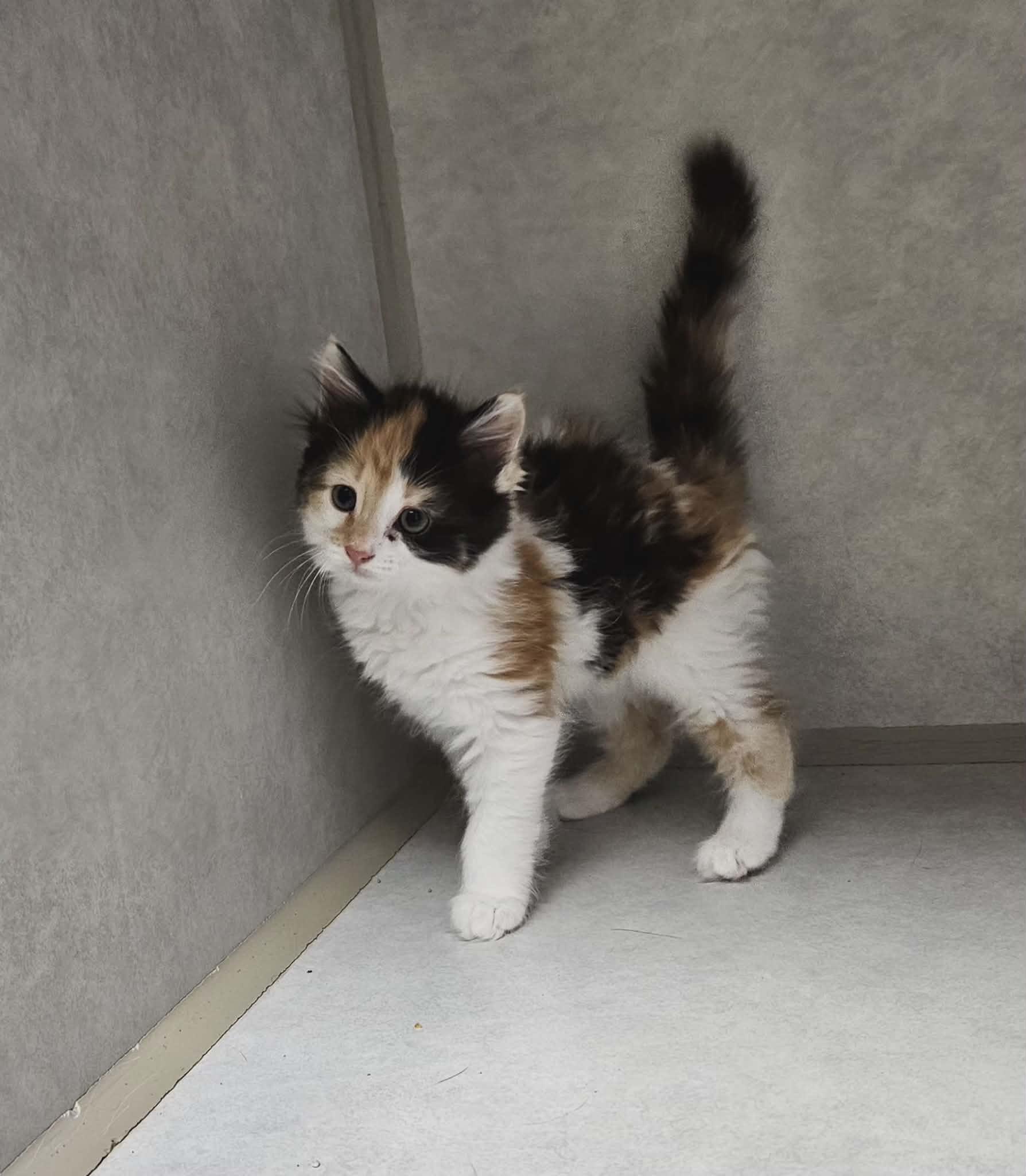 Enlarge Daisy, an adopted Domestic Long Hair in Wapakoneta, OH image 2/2