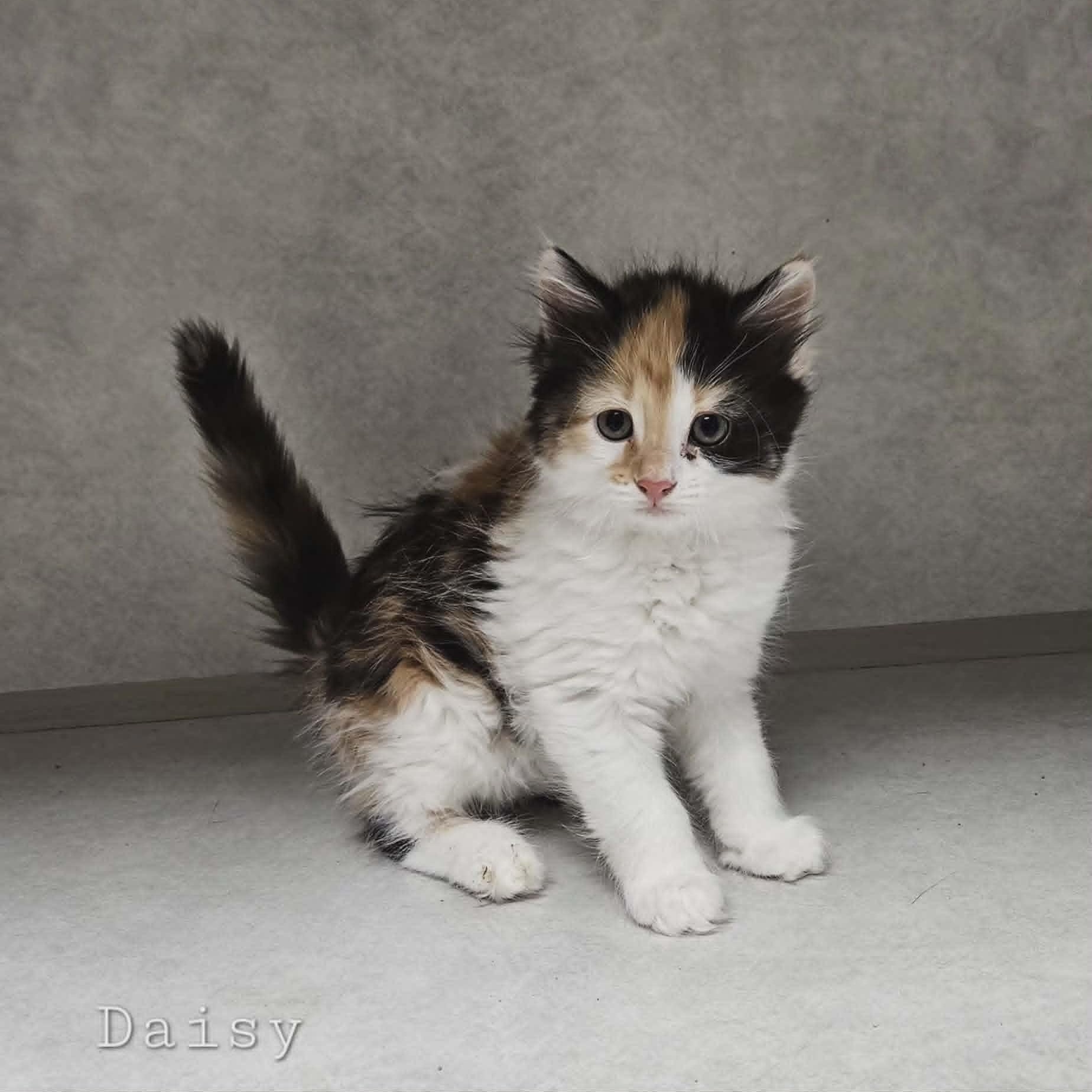 Daisy, adopted, Kitten Female Domestic Long Hair.