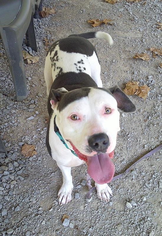 Enlarge MISSION, a Adoptable Terrier in Pegram, TN image 6/6