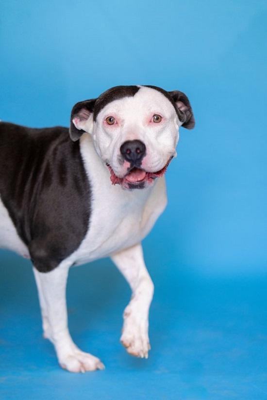 Enlarge MISSION, a Adoptable Terrier in Pegram, TN image 4/6