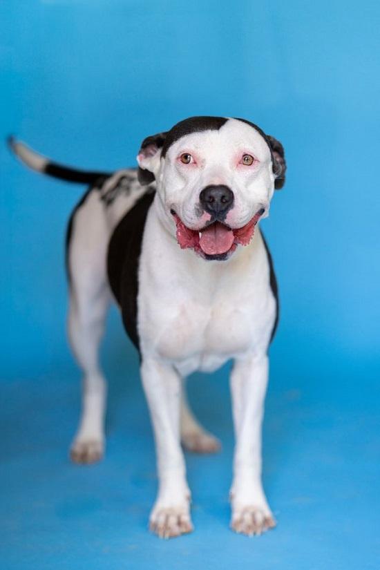 Enlarge MISSION, a Adoptable Terrier in Pegram, TN image 2/6