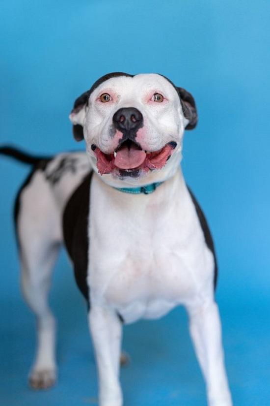 MISSION, Adoptable, Adult Female Terrier.