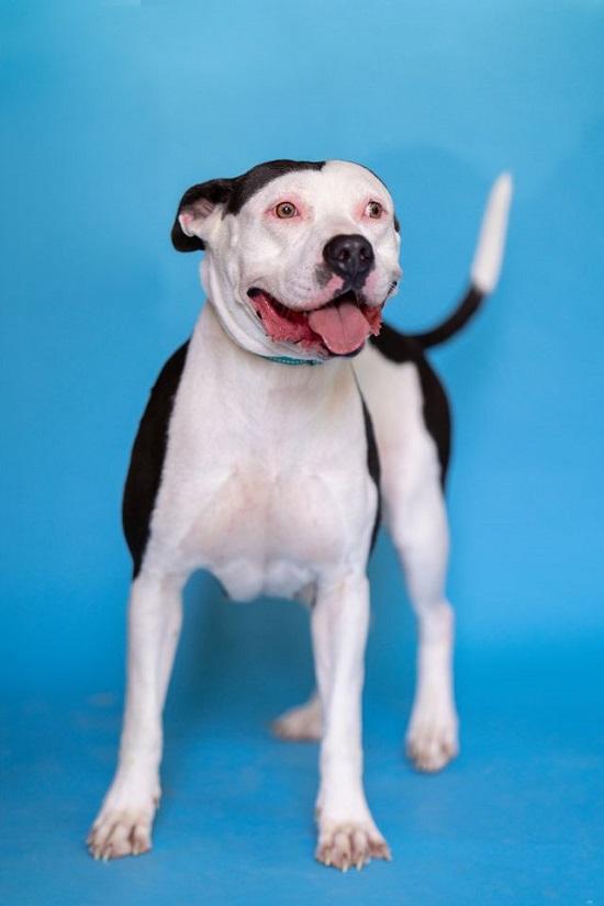 MISSION, Adoptable, Adult Female Terrier.