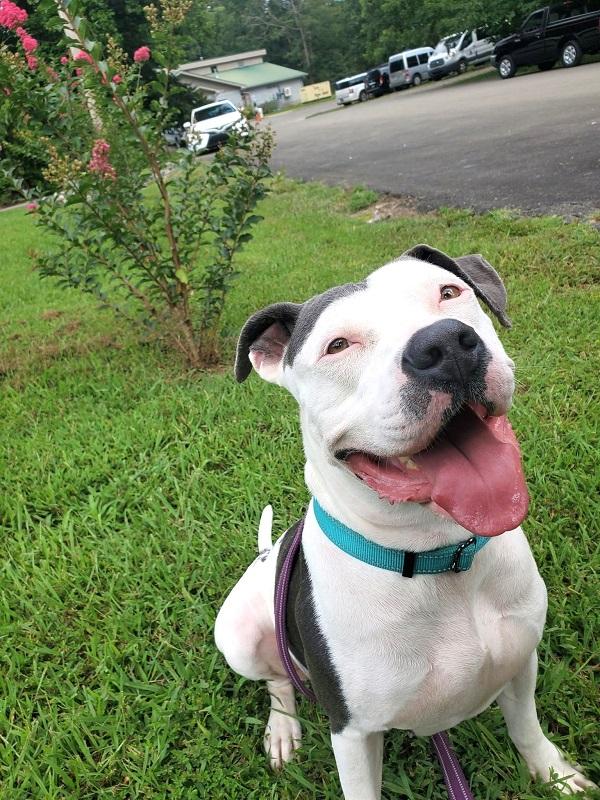 Enlarge MISSION, a Adoptable Terrier in Pegram, TN image 3/6