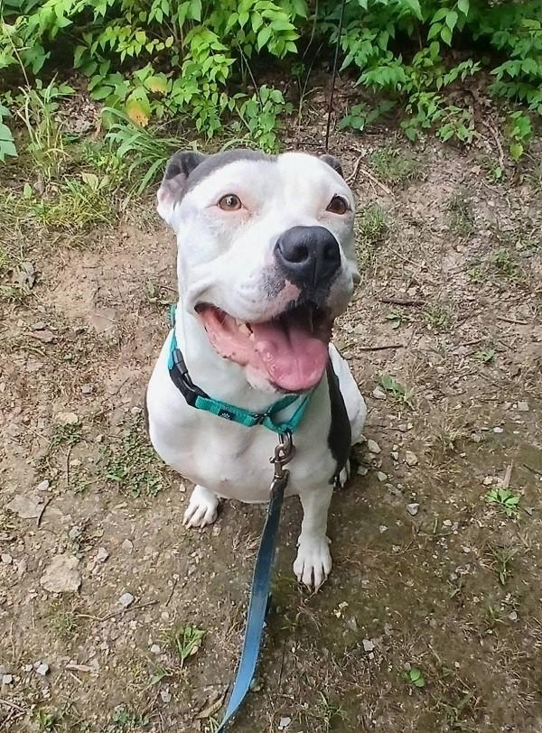 Enlarge MISSION, a Adoptable Terrier in Pegram, TN image 5/6