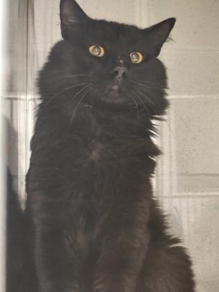Enlarge Panther, a Adoptable mixed breed in Gastonia, NC image 1/2