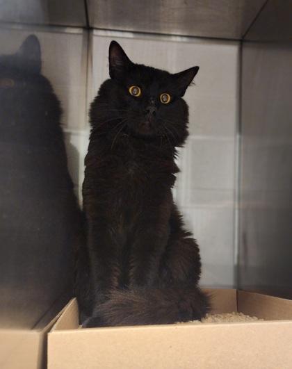 Enlarge Panther, a Adoptable mixed breed in Gastonia, NC image 2/2